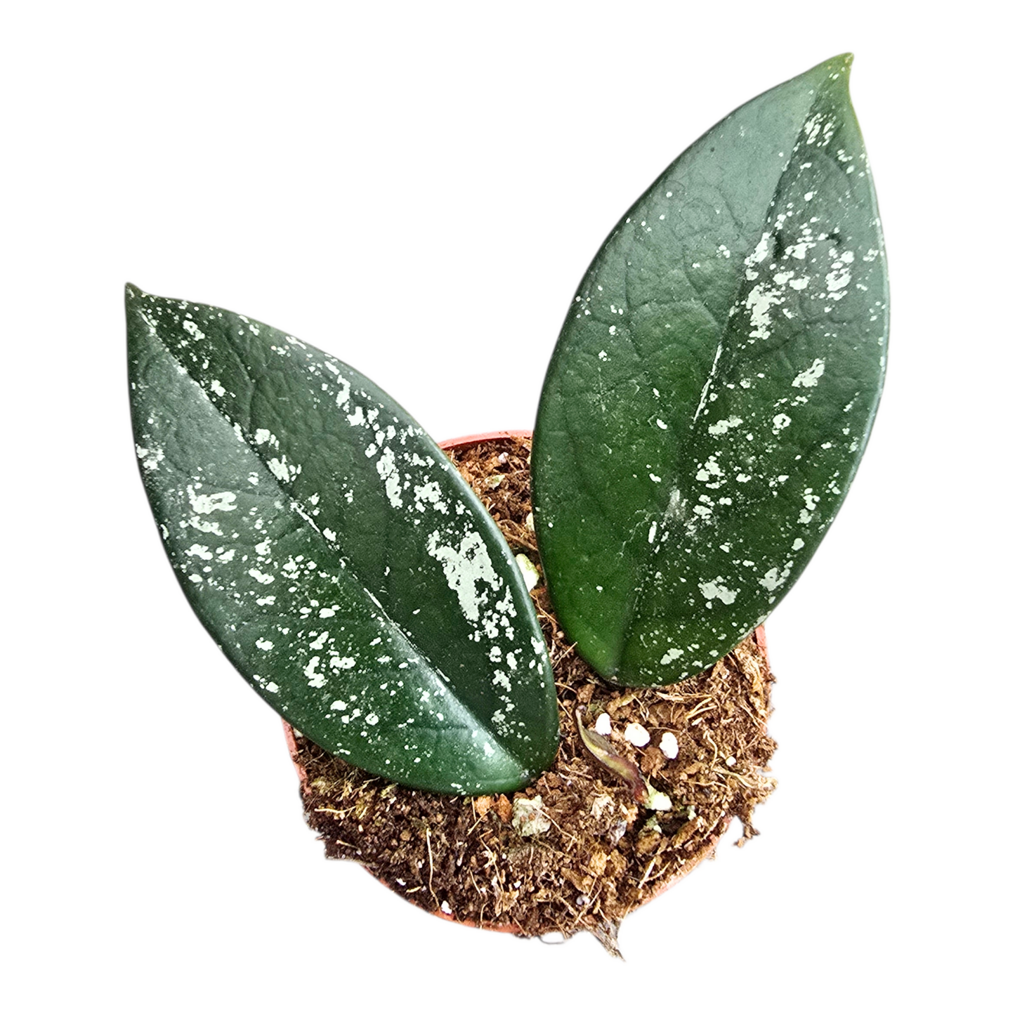 Hoya Carnosa Stardust