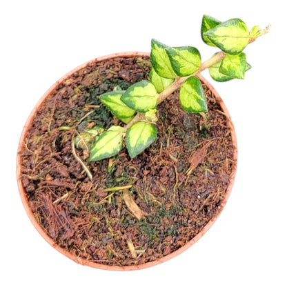 Hoya Chinghungensis Variegata