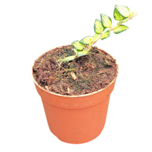 Hoya Chinghungensis Variegata