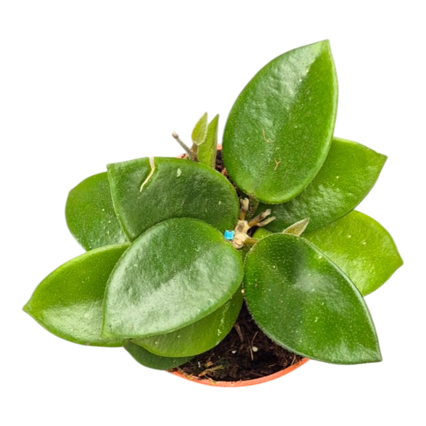 Hoya Chouke