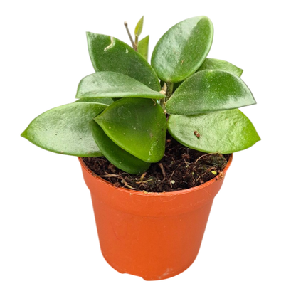 Hoya Chouke