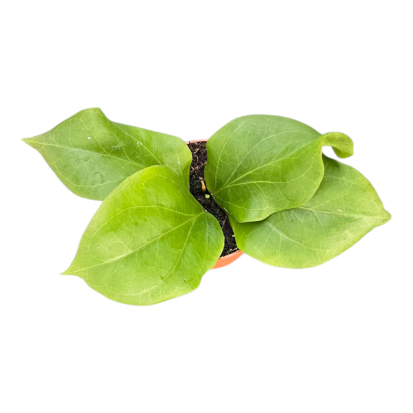 Hoya Chuniana