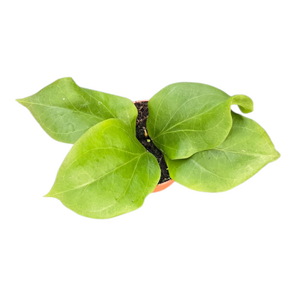 Hoya Chuniana
