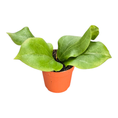Hoya Chuniana