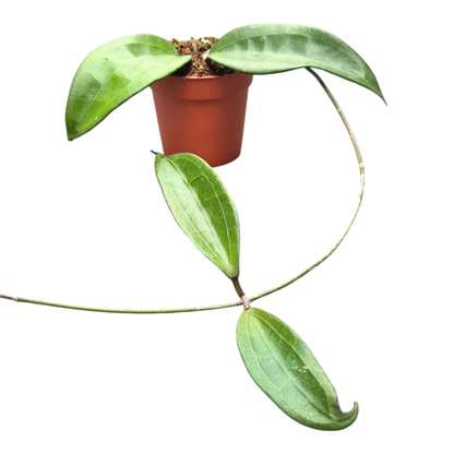Hoya cinnamomifolia