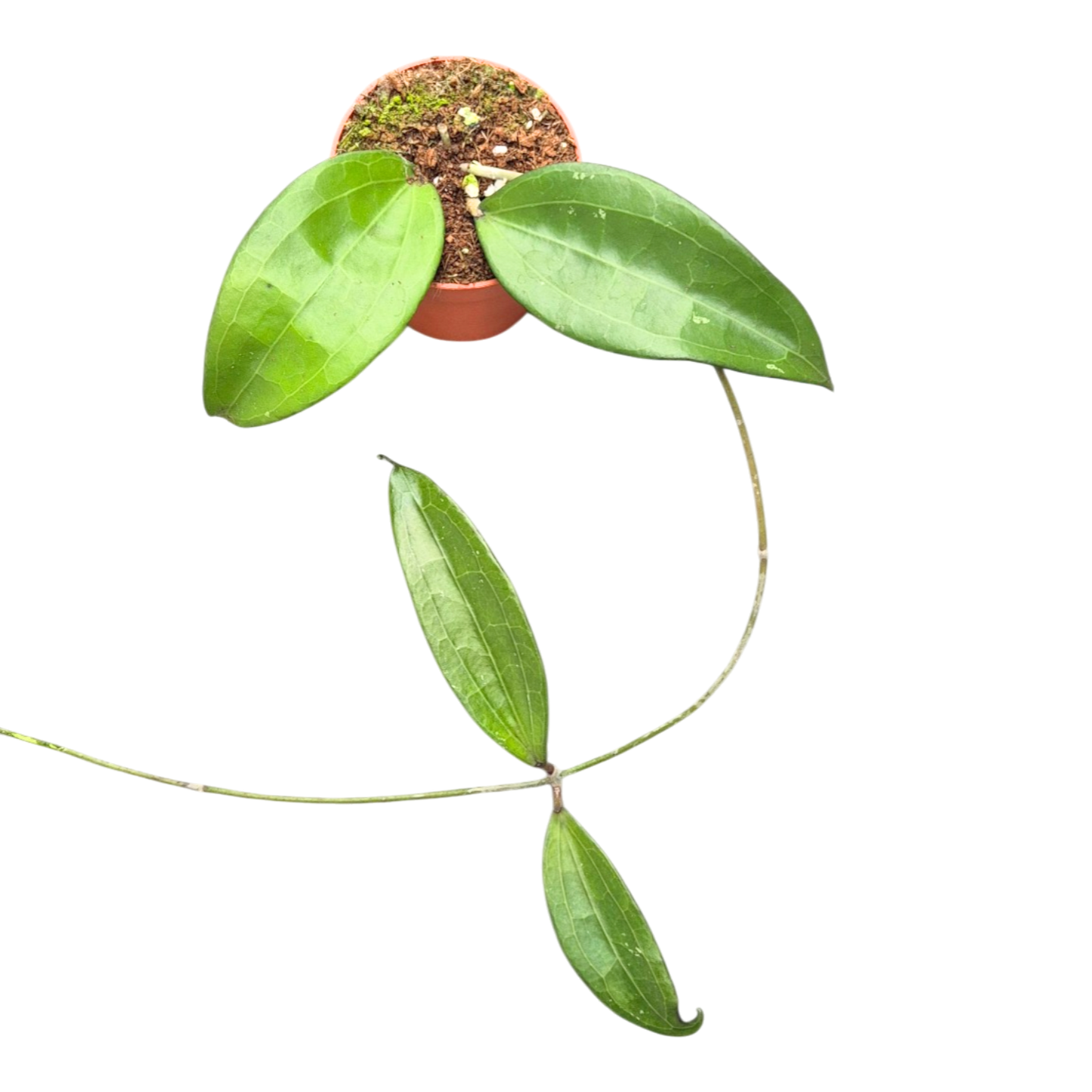 Hoya cinnamomifolia