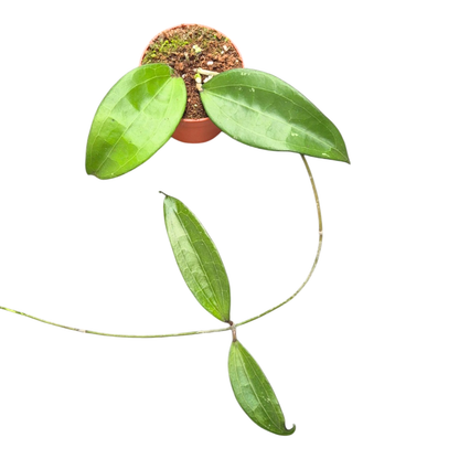 Hoya cinnamomifolia