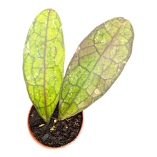 Hoya Clemensiorum Splash