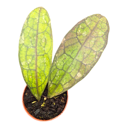 Hoya Clemensiorum Splash