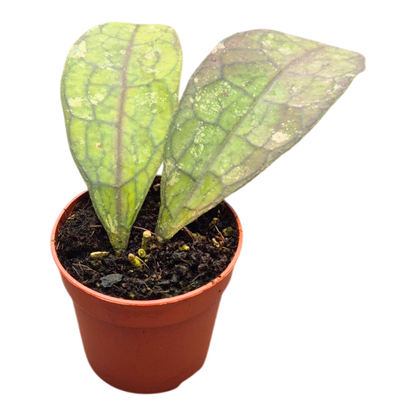 Hoya Clemensiorum Splash