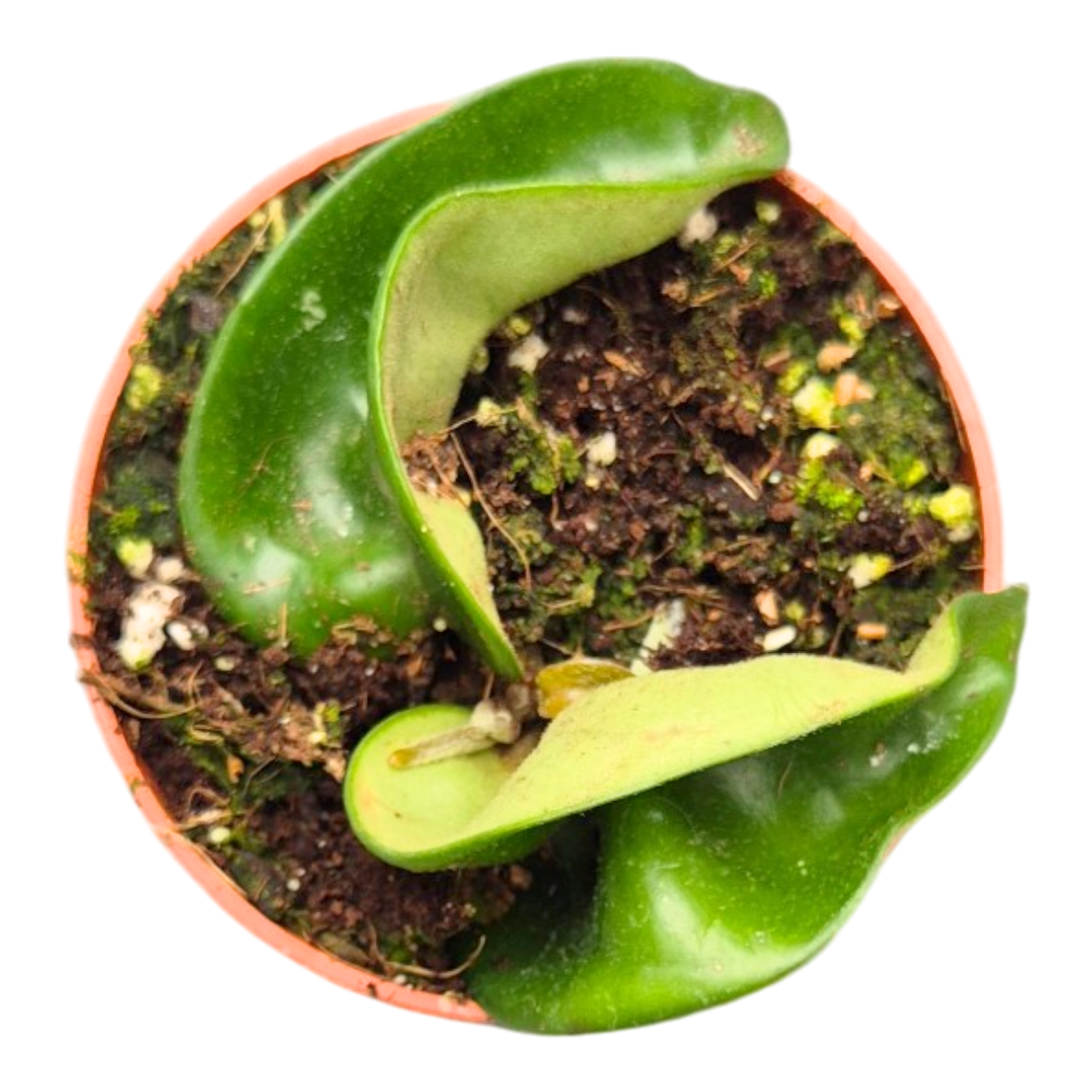 Hoya Compacta