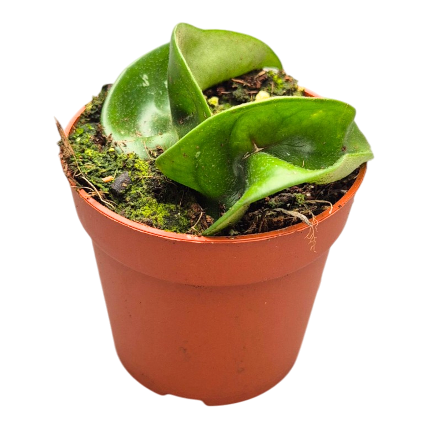 Hoya Compacta