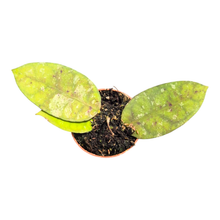 Hoya Cornerii