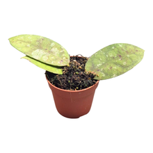 Hoya Cornerii
