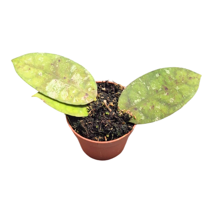 Hoya Cornerii