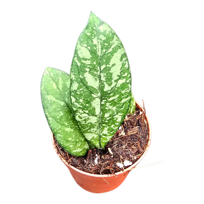 Hoya Crassipetiolata Splash