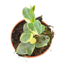 Hoya Cumingiana Variegata