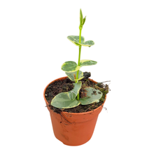 Hoya Cumingiana Variegata