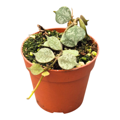 Hoya Curtisii Splash