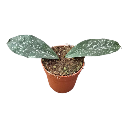 Hoya Cystiantha Splash