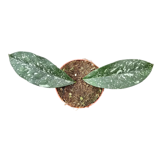 Hoya Cystiantha Splash