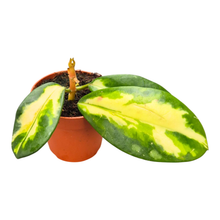 Hoya Diversifolia Variegata (Maharani)