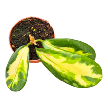 Hoya Diversifolia Variegata (Maharani)