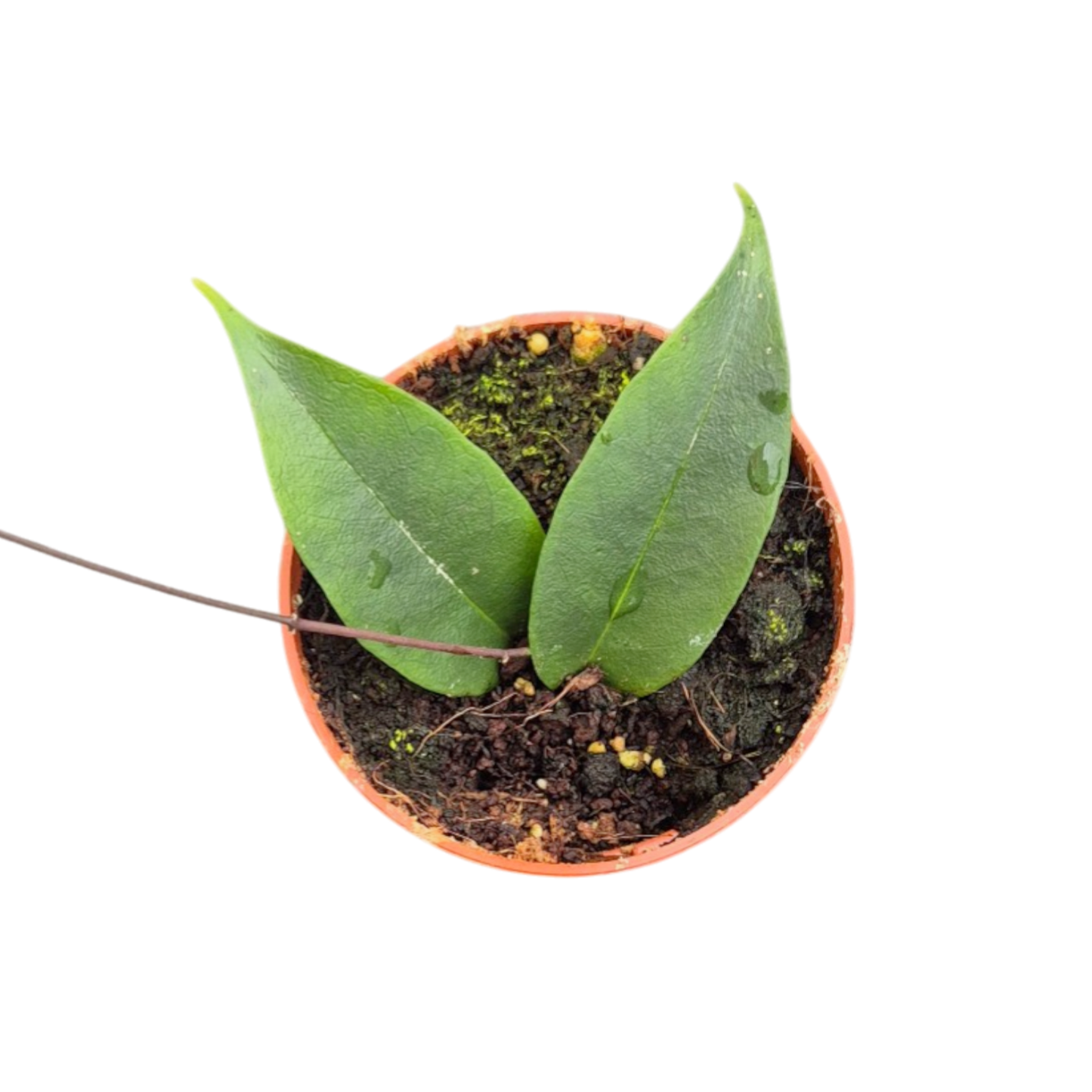 Hoya Exillis