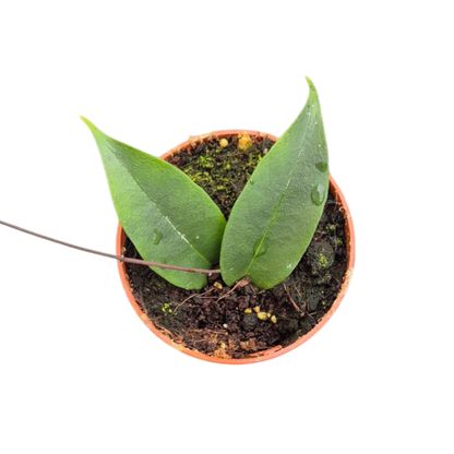 Hoya Exillis