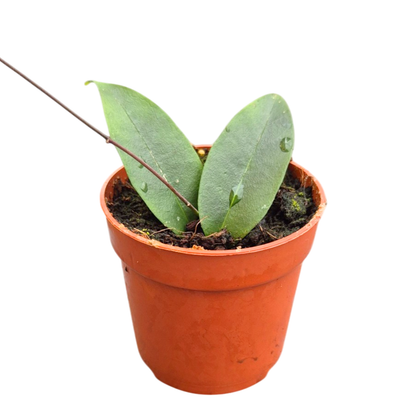 Hoya Exillis