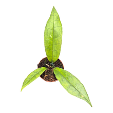 Hoya Finlaysonii Sukirin