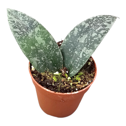 Hoya Flagellata Silver