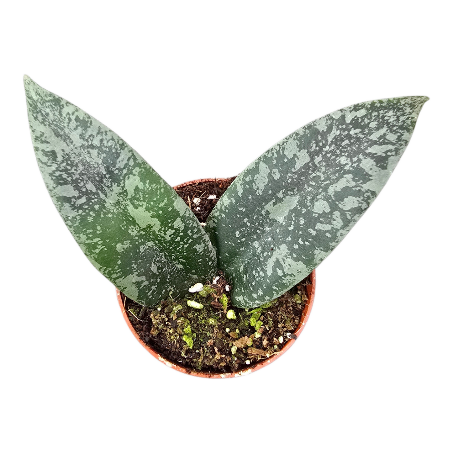 Hoya Flagellata Silver