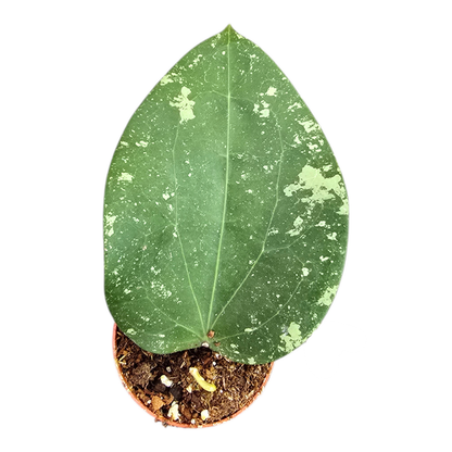 霍亞光葉潑墨