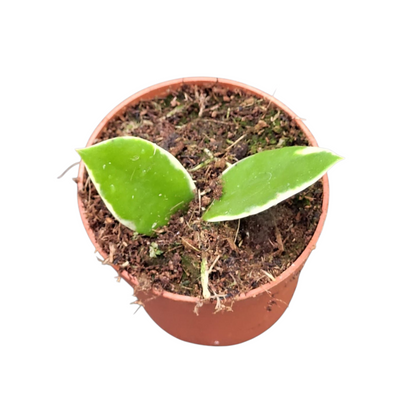 Hoya Halophila Variegata