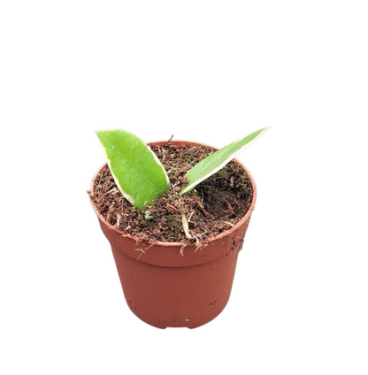 Hoya Halophila Variegata