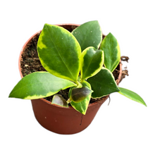 Hoya Heuschkeliana Variegata (outer)