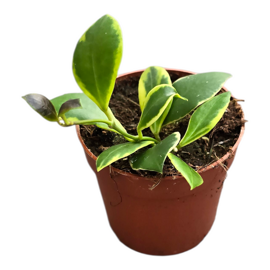 Hoya Heuschkeliana Variegata (outer)