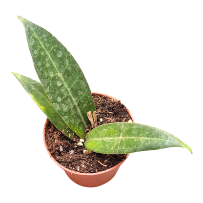 Hoya Hypolasia