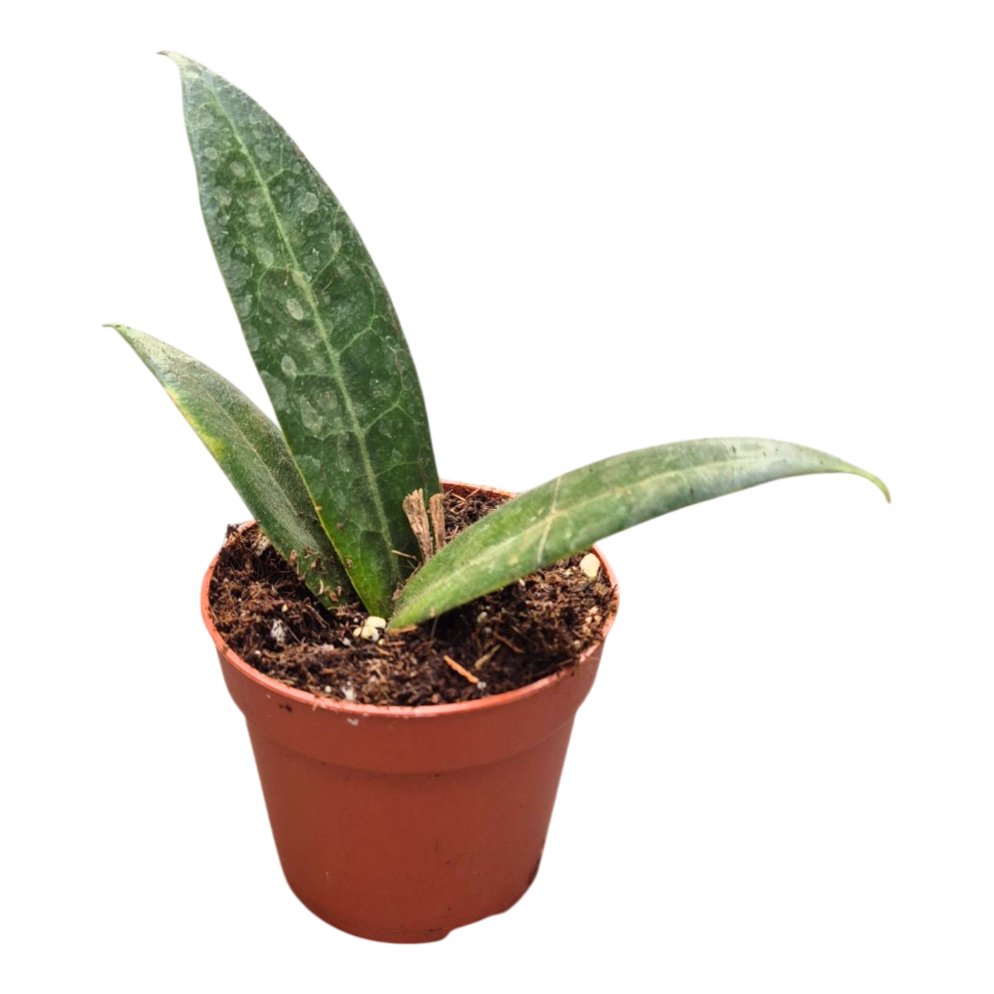 Hoya Hypolasia