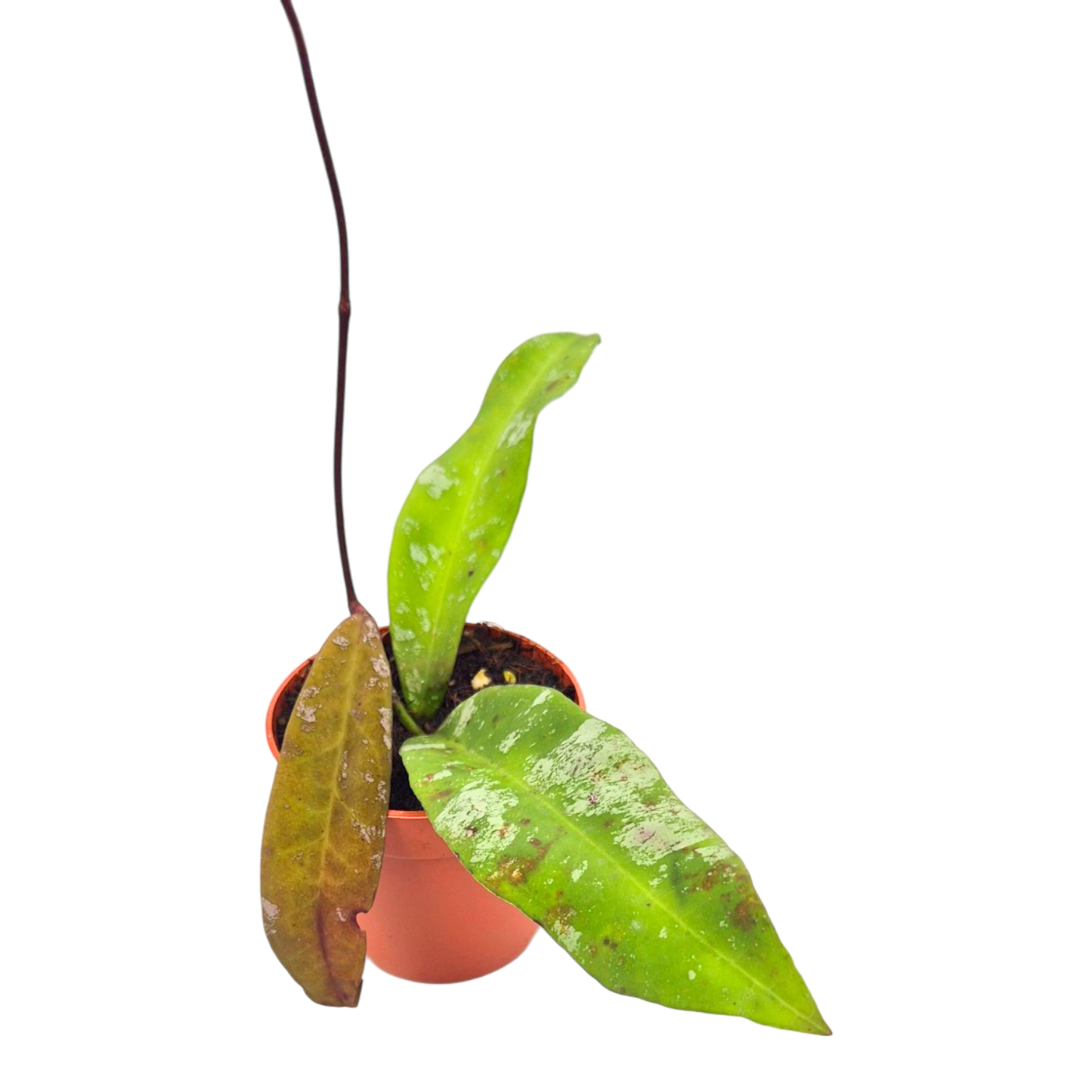 Hoya Kaikoeana Splash