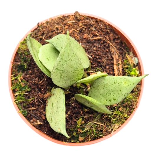 Hoya Lacunosa Super Silver