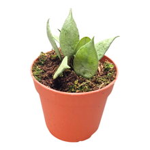 Hoya Lacunosa Super Silver