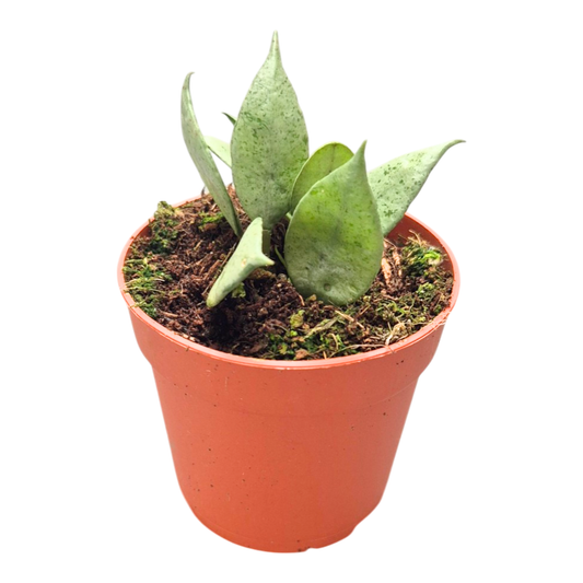 Hoya Lacunosa Super Silver