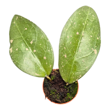 Hoya Large Leaf Splash