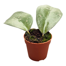 Hoya Large Leaf Splash