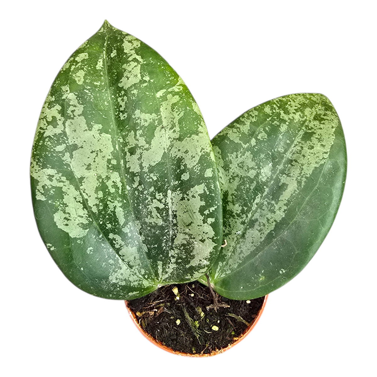 激レア　ホヤ　ラティフォリア　シルバー 観葉植物 激レア ホヤ ラティフォリアシルバー