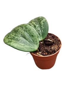 Hoya Latifolia Silver Splash