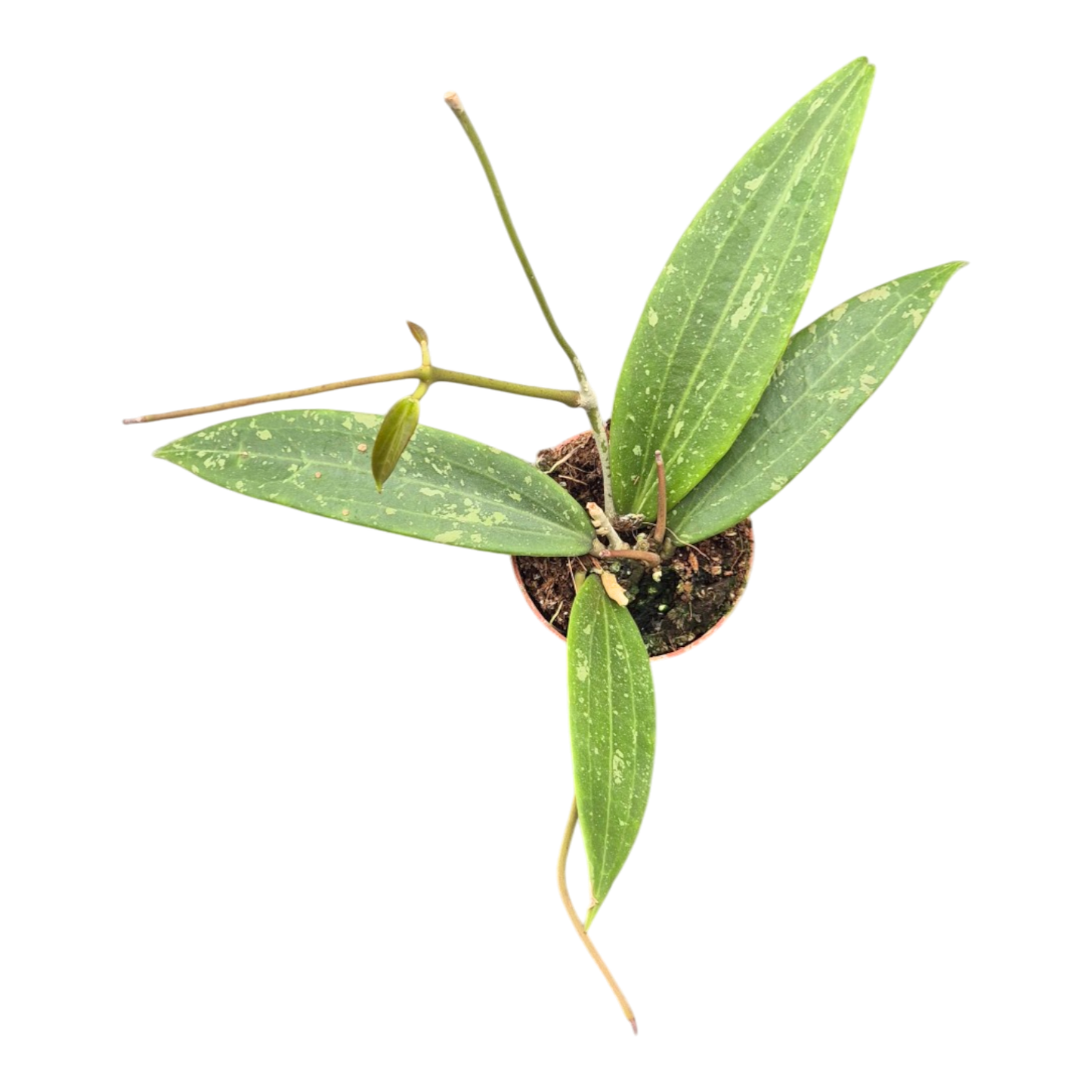 Hoya Loei