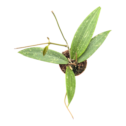 Hoya Loei